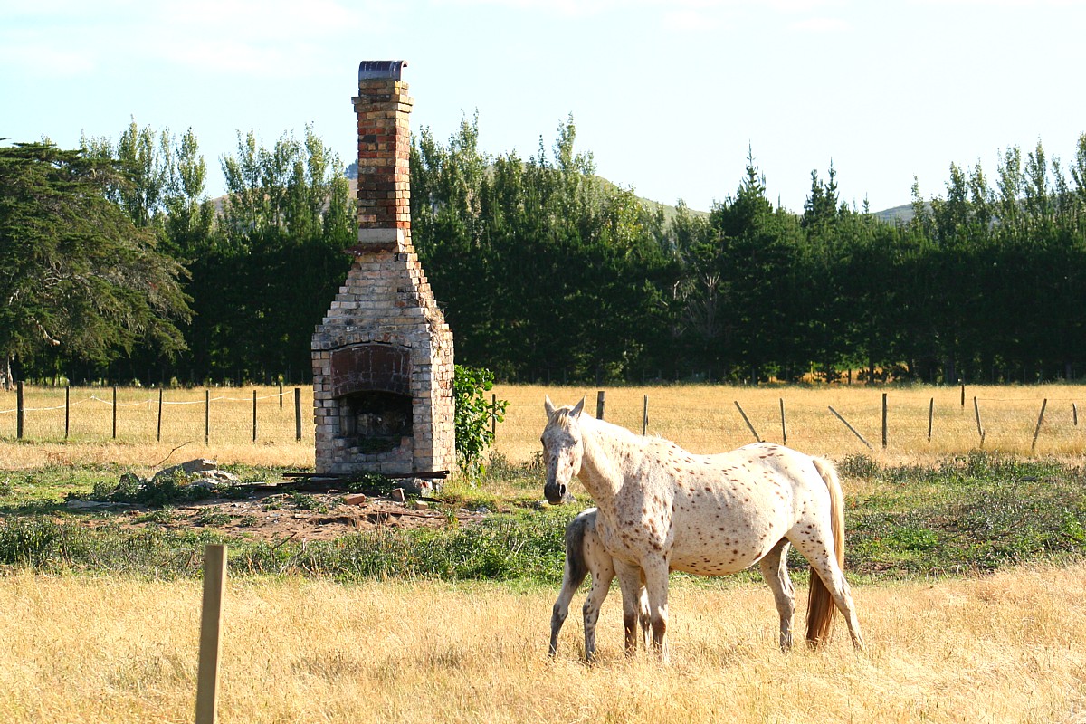 appaloosa taipa appaloosa taipa